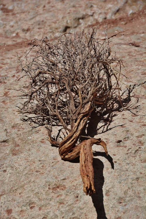 Cathedral Wash